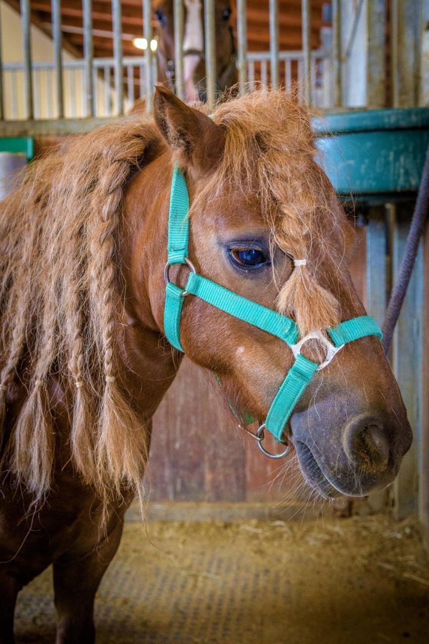 Hotel Horse Riding - Jezdecky Areal Trsice Luaran gambar